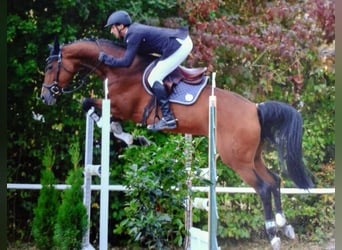 Oldenburger, Stute, 14 Jahre, 165 cm, Brauner