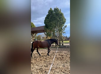 Oldenburger, Stute, 14 Jahre, 165 cm, Brauner