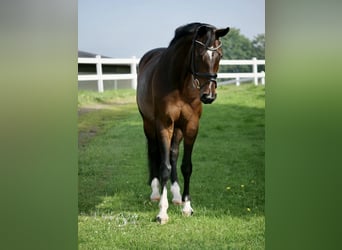Oldenburger, Stute, 14 Jahre, 168 cm, Dunkelbrauner