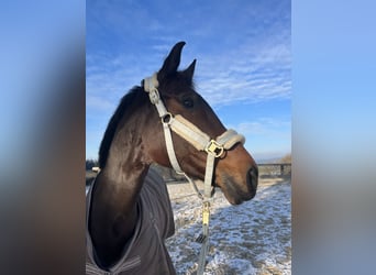 Oldenburger, Stute, 14 Jahre, 168 cm, Dunkelbrauner