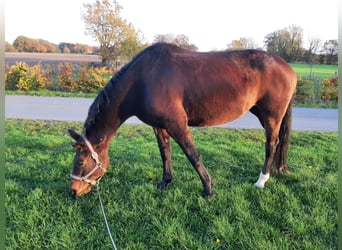 Oldenburger, Stute, 14 Jahre, 169 cm, Brauner