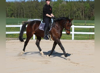 Oldenburger, Stute, 14 Jahre, 169 cm, Dunkelbrauner