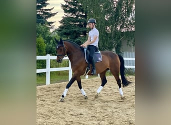 Oldenburger, Stute, 14 Jahre, 169 cm, Dunkelbrauner