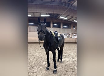 Oldenburger, Stute, 14 Jahre, 169 cm, Dunkelbrauner