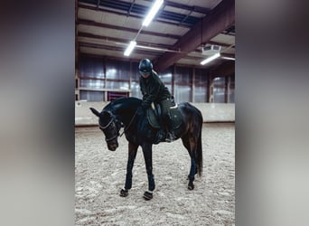 Oldenburger, Stute, 14 Jahre, 169 cm, Dunkelbrauner