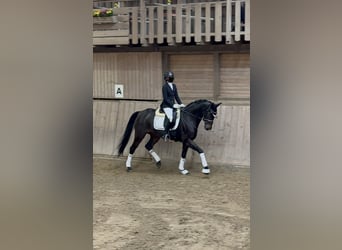 Oldenburger, Stute, 14 Jahre, 169 cm, Dunkelbrauner