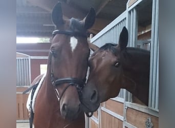 Oldenburger, Stute, 14 Jahre, 170 cm, Brauner