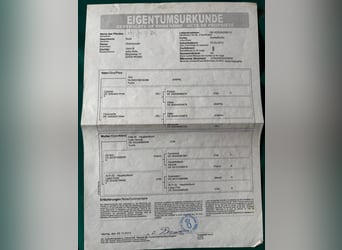 Oldenburger, Stute, 14 Jahre, 170 cm, Dunkelfuchs