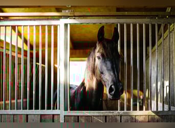 Oldenburger, Stute, 14 Jahre, 170 cm, Rappe
