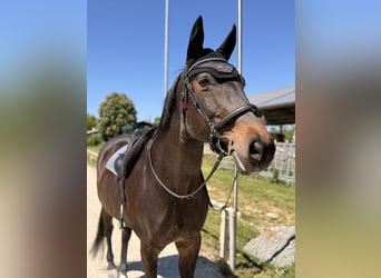 Oldenburger, Stute, 14 Jahre, 170 cm, Schwarzbrauner