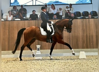 Oldenburger, Stute, 14 Jahre, 172 cm, Brauner