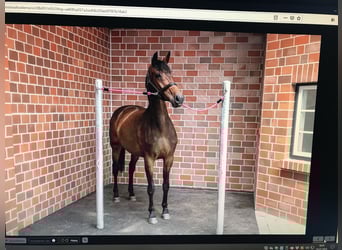 Oldenburger, Stute, 14 Jahre, 172 cm, Dunkelbrauner