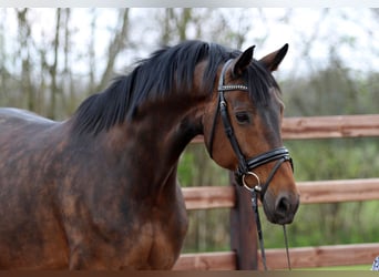 Oldenburger, Stute, 14 Jahre, 172 cm, Dunkelbrauner