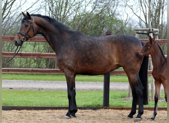 Oldenburger, Stute, 14 Jahre, 172 cm, Dunkelbrauner