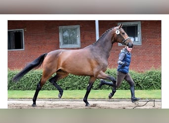 Oldenburger, Stute, 14 Jahre, 172 cm, Dunkelbrauner