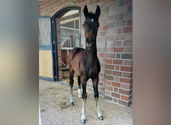 Oldenburger, Stute, 14 Jahre, 173 cm, Dunkelbrauner