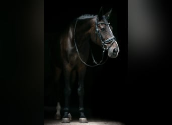 Oldenburger, Stute, 14 Jahre, 173 cm, Schwarzbrauner