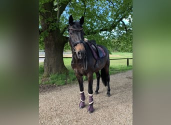 Oldenburger, Stute, 14 Jahre, 180 cm, Schwarzbrauner