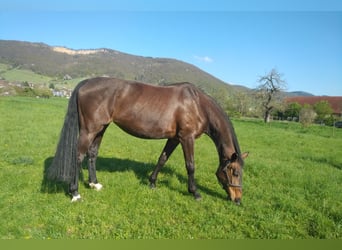 Oldenburger, Stute, 14 Jahre