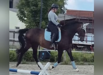 Oldenburger, Stute, 15 Jahre, 155 cm, Dunkelbrauner