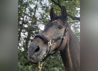 Oldenburger, Stute, 15 Jahre, 155 cm, Dunkelbrauner