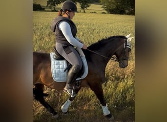 Oldenburger, Stute, 15 Jahre, 155 cm, Dunkelbrauner