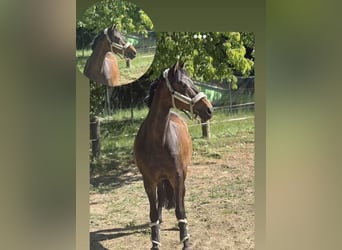 Oldenburger, Stute, 15 Jahre, 155 cm, Dunkelbrauner