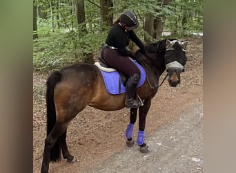 Oldenburger, Stute, 15 Jahre, 155 cm, Dunkelbrauner