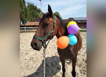 Oldenburger, Stute, 15 Jahre, 158 cm