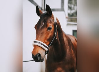 Oldenburger, Stute, 15 Jahre, 160 cm, Brauner