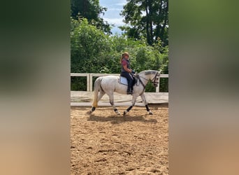 Oldenburger, Stute, 15 Jahre, 160 cm, Schimmel