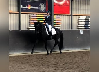 Oldenburger, Stute, 15 Jahre, 163 cm, Rappe