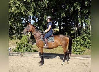 Oldenburger, Stute, 15 Jahre, 164 cm, Brauner