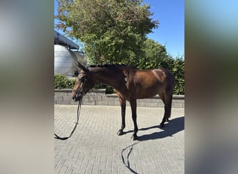 Oldenburger, Stute, 15 Jahre, 164 cm, Schwarzbrauner