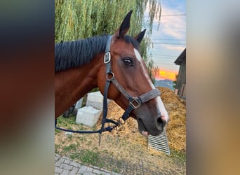 Oldenburger, Stute, 15 Jahre, 165 cm, Brauner