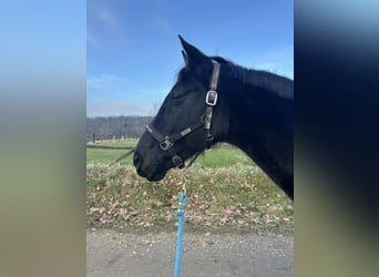 Oldenburger, Stute, 15 Jahre, 165 cm, Schwarzbrauner