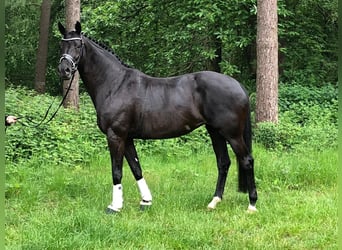 Oldenburger, Stute, 15 Jahre, 166 cm, Rappe