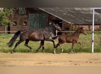 Oldenburger, Stute, 15 Jahre, 166 cm, Schwarzbrauner