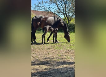 Oldenburger, Stute, 15 Jahre, 166 cm, Schwarzbrauner