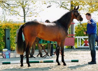 Oldenburger, Stute, 15 Jahre, 167 cm, Dunkelbrauner