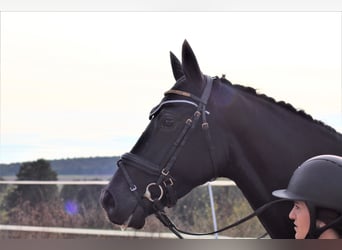 Oldenburger, Stute, 15 Jahre, 167 cm, Fuchs