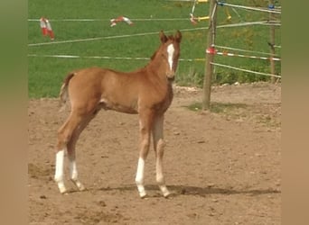 Oldenburger, Stute, 15 Jahre, 167 cm, Fuchs