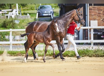 Oldenburger, Stute, 15 Jahre, 168 cm, Dunkelbrauner
