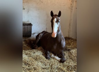 Oldenburger, Stute, 15 Jahre, 168 cm, Dunkelfuchs