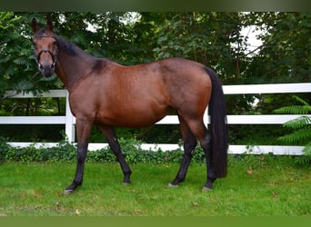 Oldenburger, Stute, 15 Jahre, 168 cm