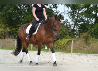 Oldenburger, Stute, 15 Jahre, 168 cm