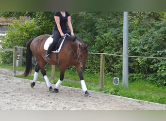 Oldenburger, Stute, 15 Jahre, 168 cm