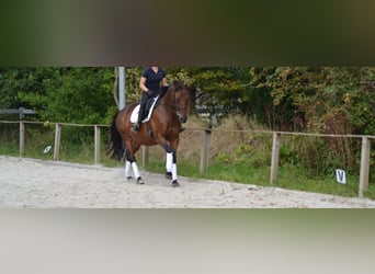 Oldenburger, Stute, 15 Jahre, 168 cm