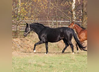 Oldenburger, Stute, 15 Jahre, 168 cm, Rappe