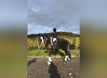 Oldenburger, Stute, 15 Jahre, 169 cm, Dunkelbrauner